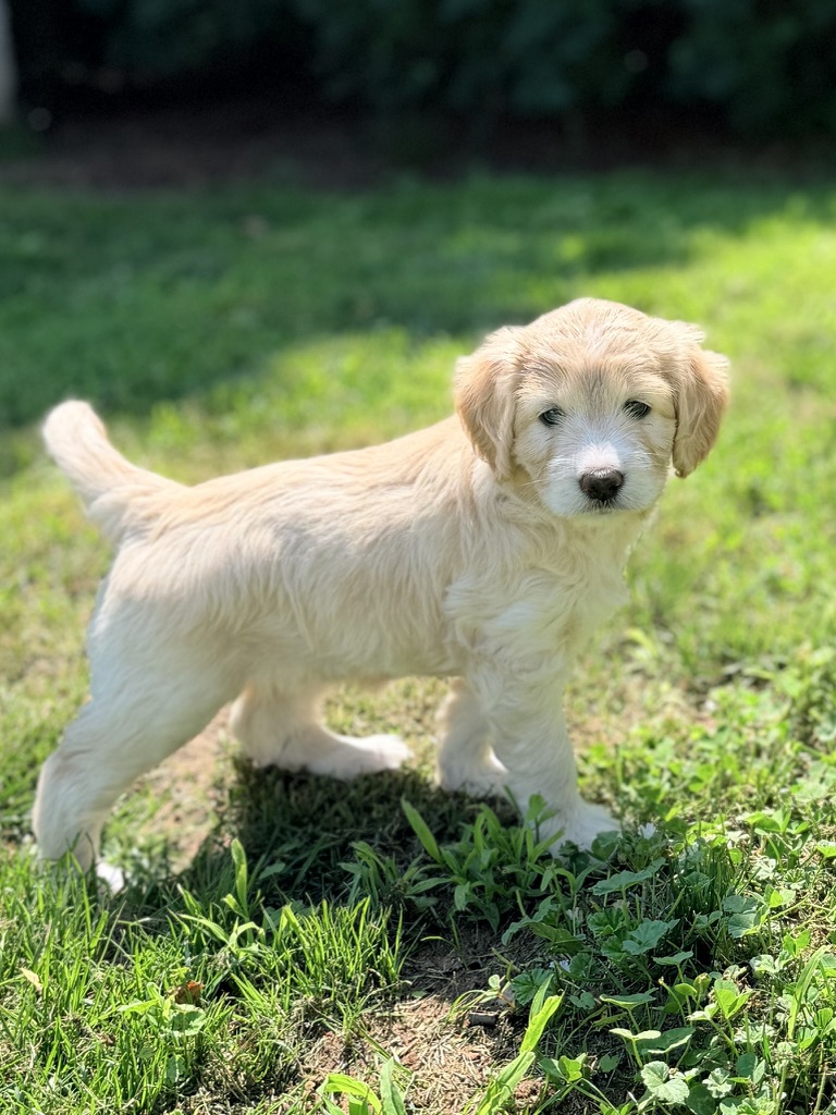 An Old Mission Retrievers puppy standing in the grass